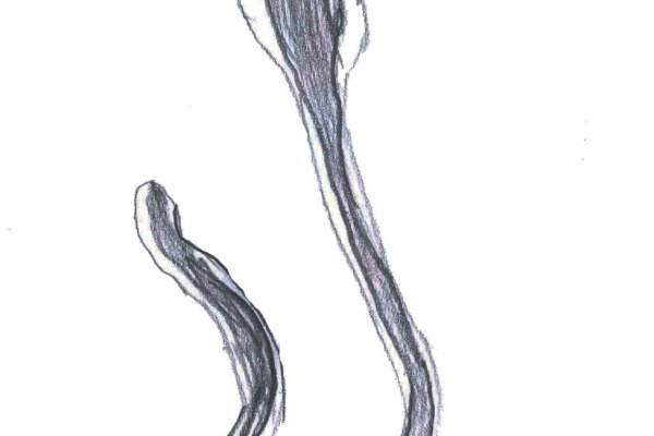 Kraken 18